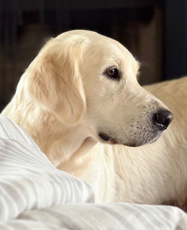 English Cream Golden Retriever Puppies media 2
