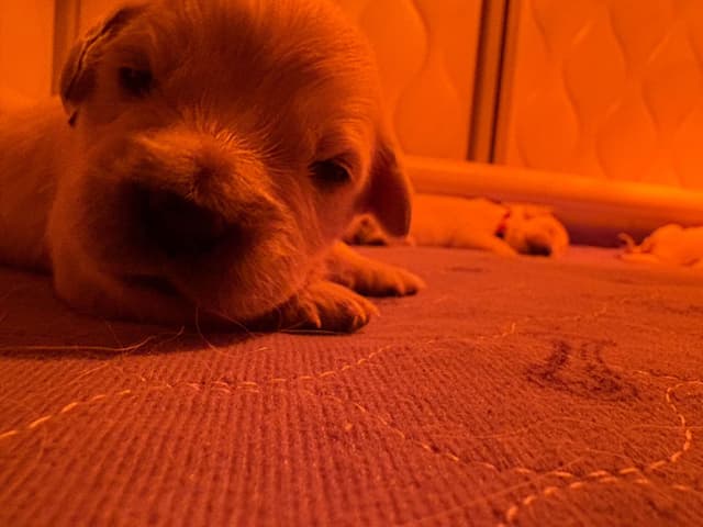 English Cream Golden Retriever Puppies media 3