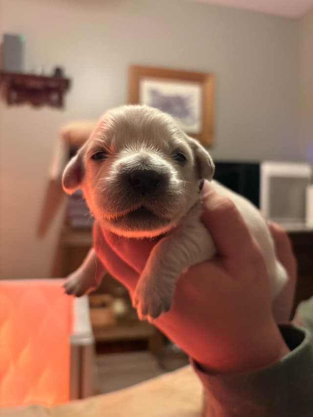 English Cream Golden Retriever Puppies media 4
