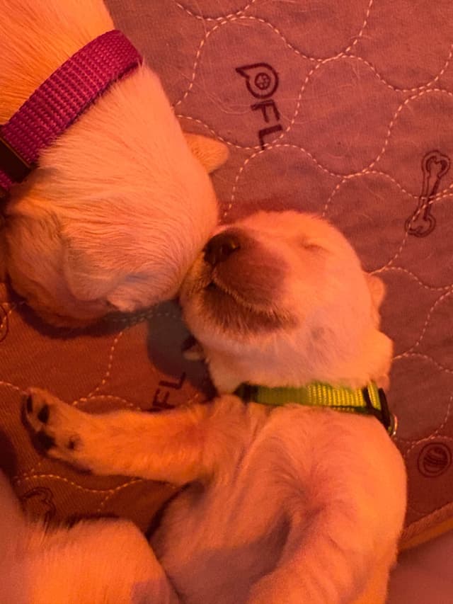 English Cream Golden Retriever Puppies media 5