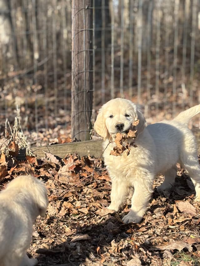 English Cream Golden Retriever Puppies media 6