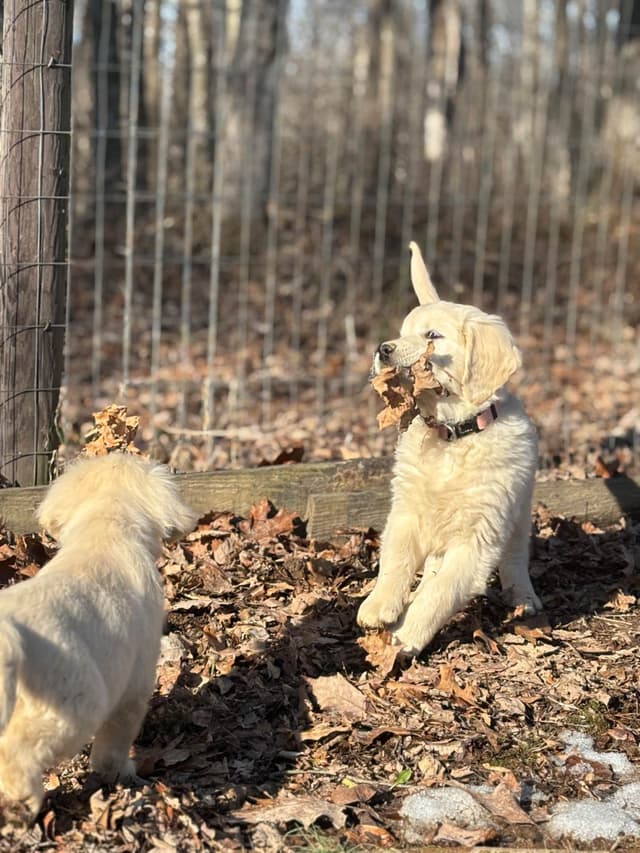 English Cream Golden Retriever Puppies media 7
