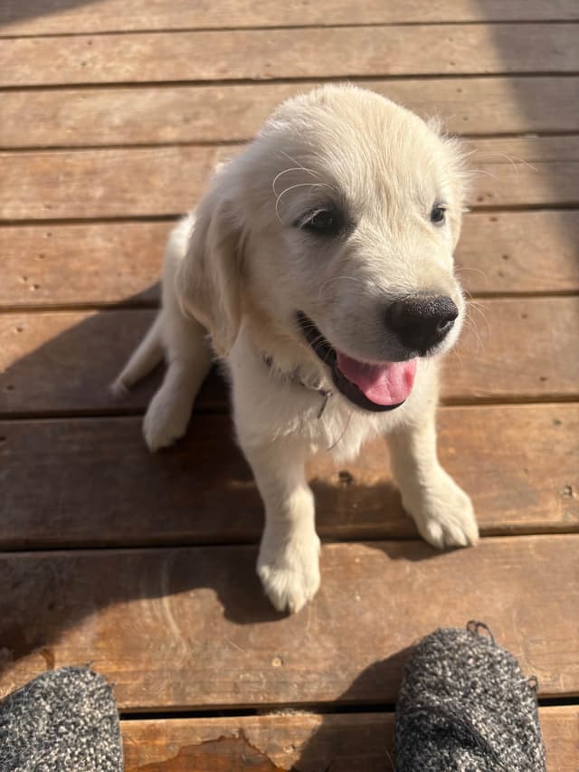 English Cream Golden Retriever Puppies media 8