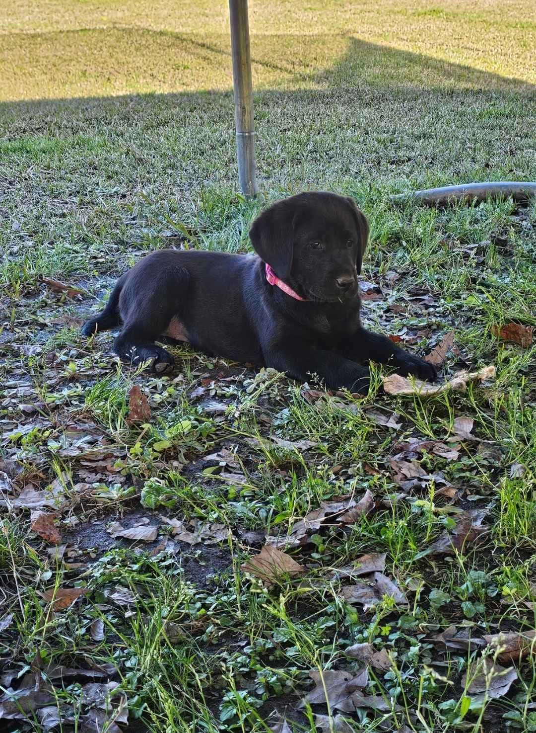 Labrador Retriever Puppies breeder image 3