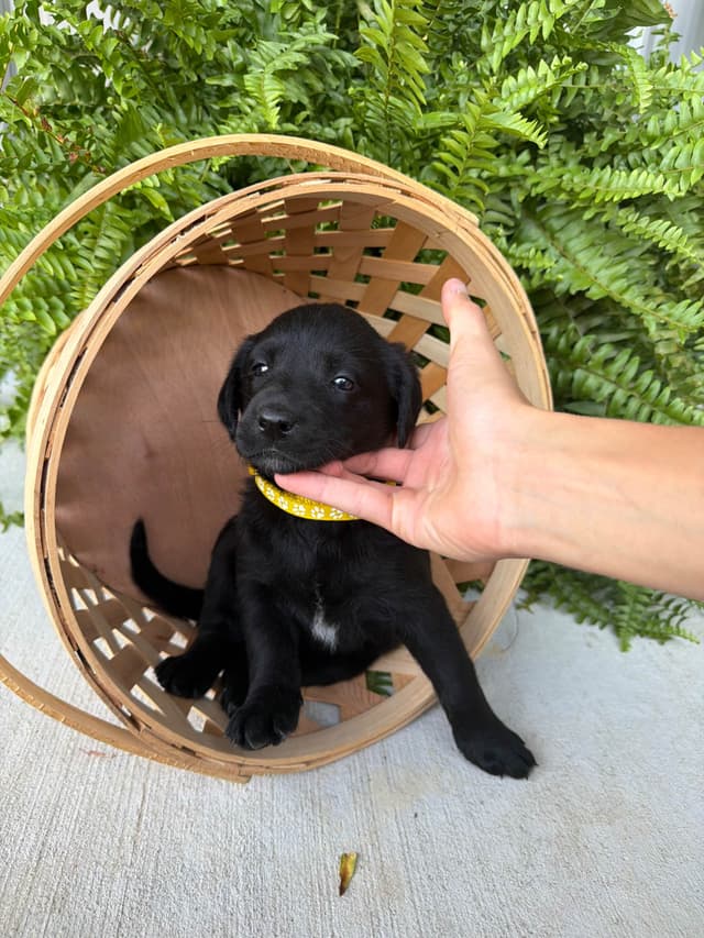 Labrador Retriever Puppies media 2