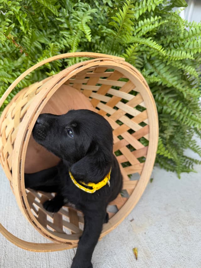 Labrador Retriever Puppies media 3
