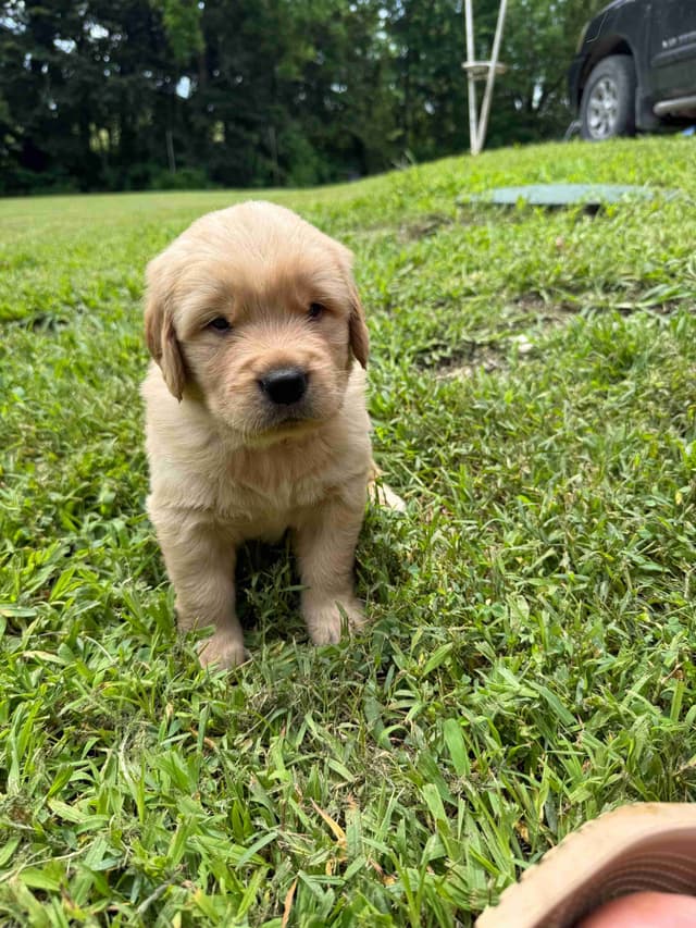 Golden Retriever Puppies media 3