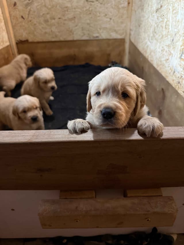 Golden Retriever Puppies media 5