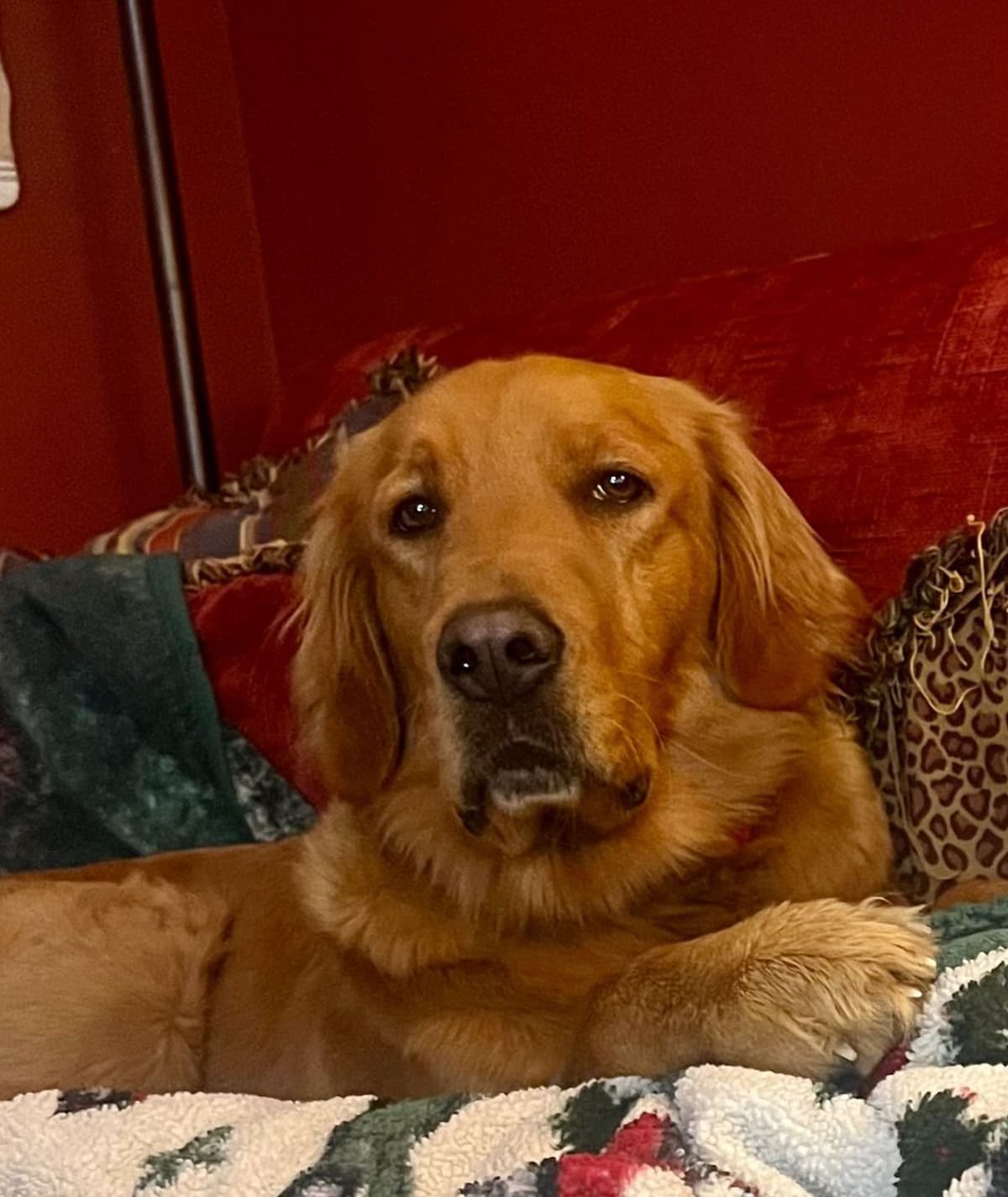 Golden Retriever Puppies breeder image 1