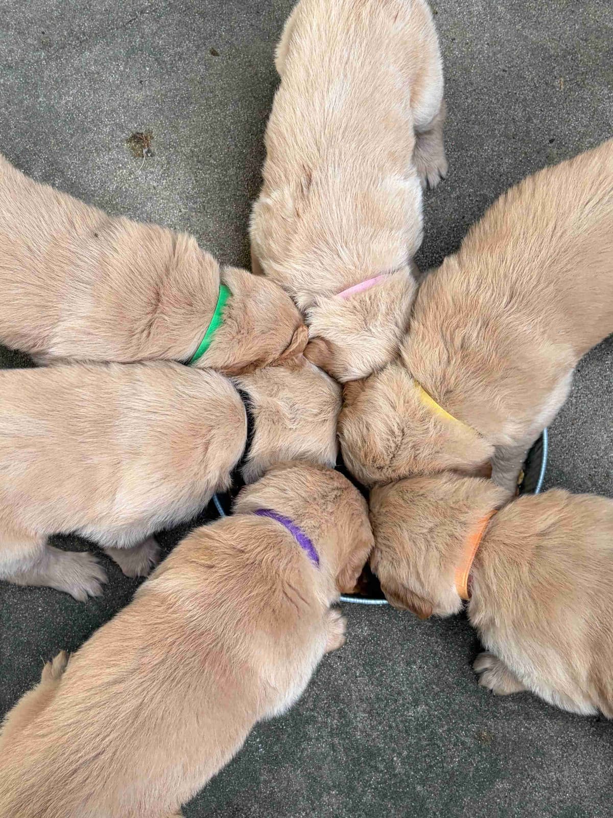 Golden Retriever Puppies breeder image 3