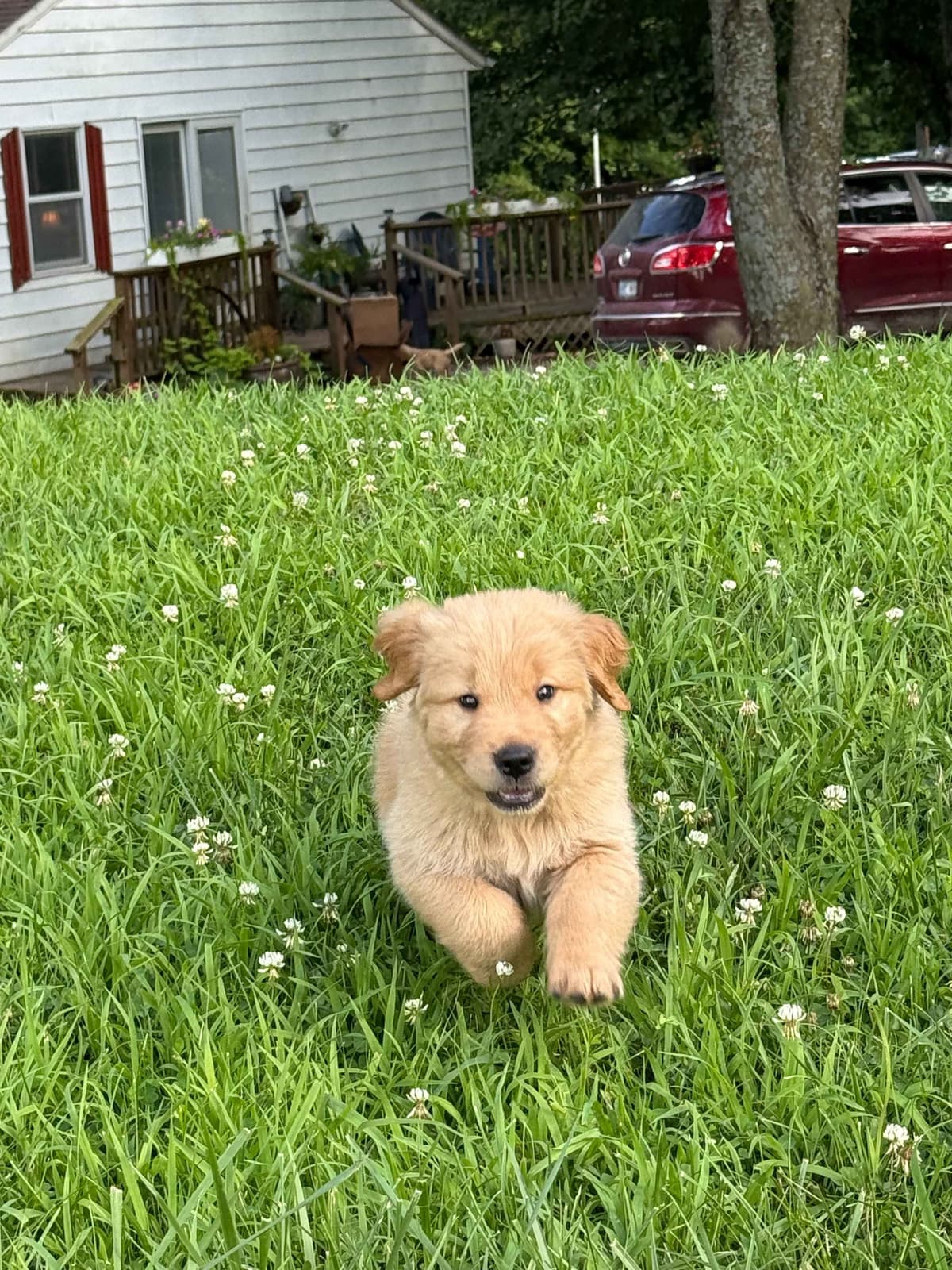 Golden Retriever Puppies breeder image 4