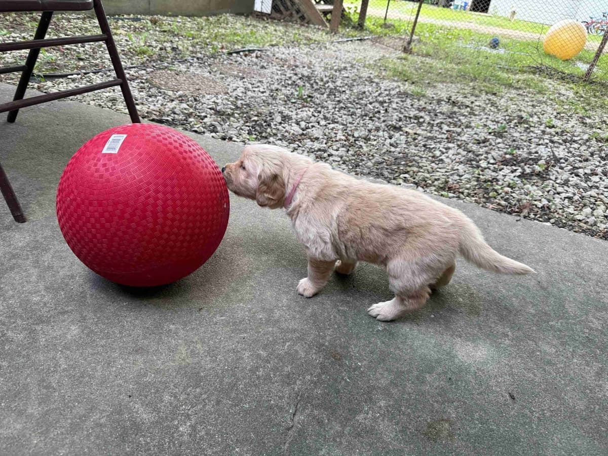 Golden Retriever Puppies breeder image 6