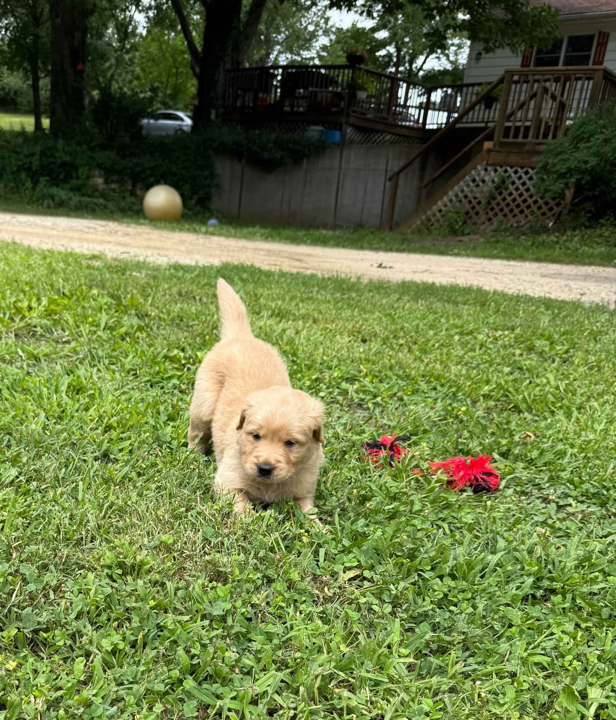 Golden Retriever Puppies breeder image 8
