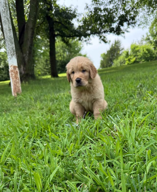 Golden Retriever Puppies media 8