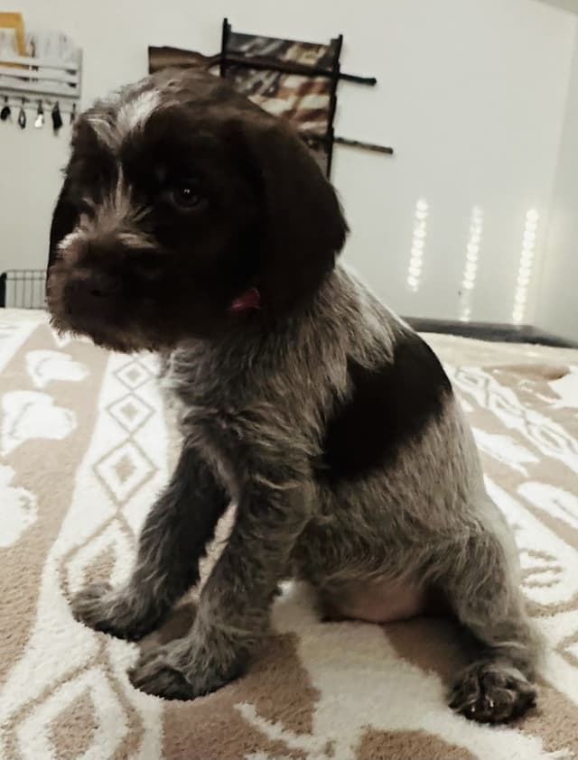 Wirehaired Pointing Griffon Puppies media 2