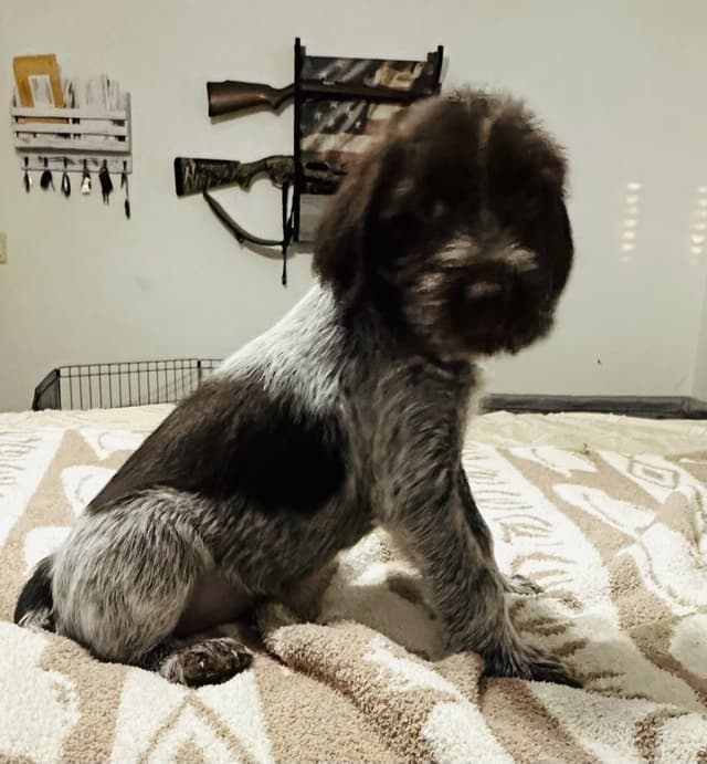 Wirehaired Pointing Griffon Puppies media 3