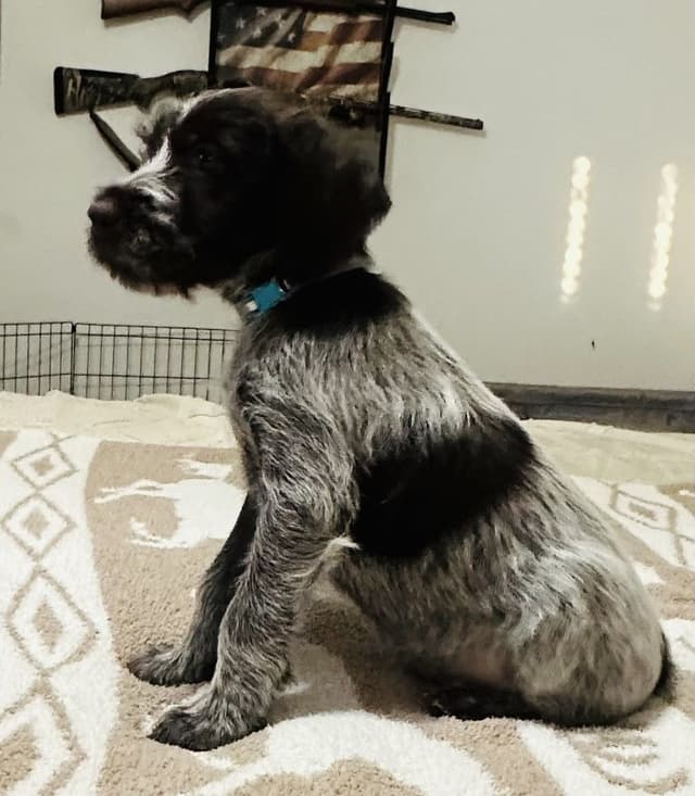 Wirehaired Pointing Griffon Puppies media 4