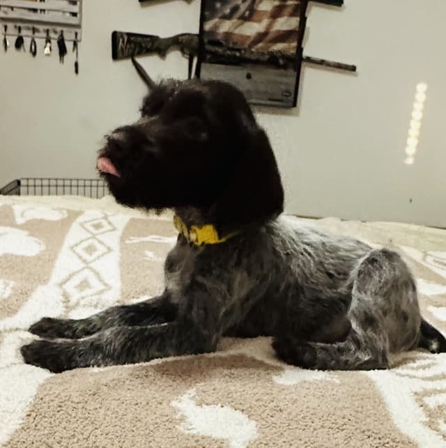 Wirehaired Pointing Griffon Puppies media 5