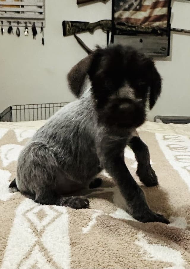 Wirehaired Pointing Griffon Puppies media 6