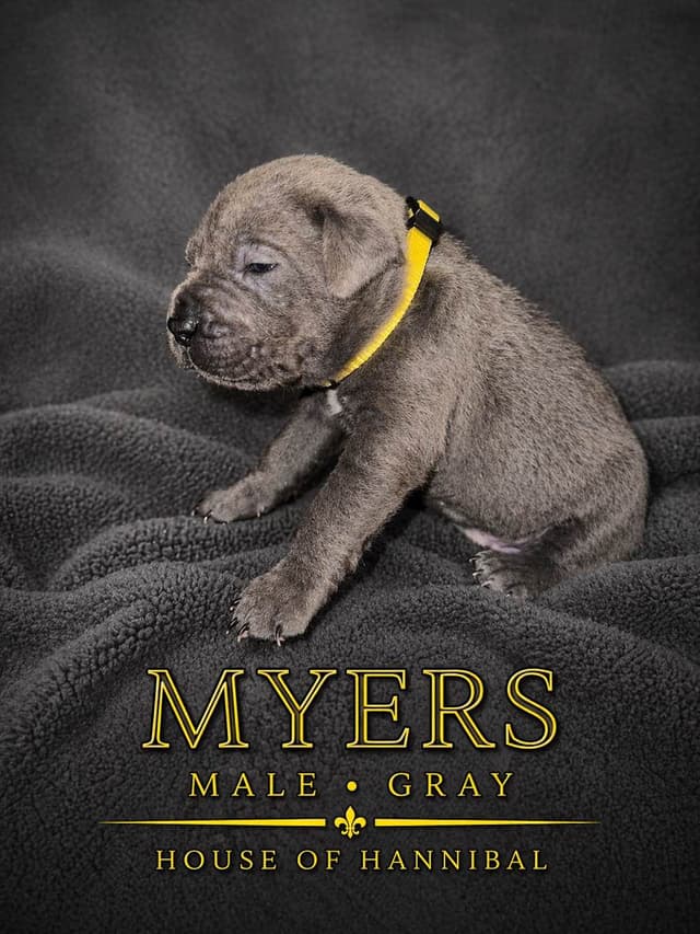 Cane Corso Puppies media 2