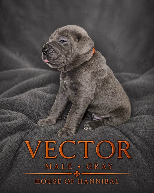 Cane Corso Puppies media 3