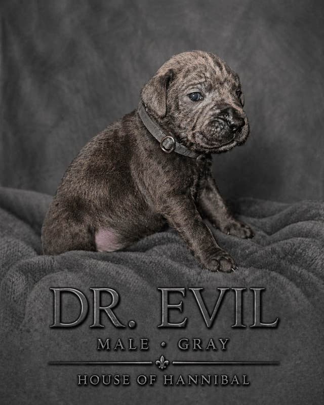 Cane Corso Puppies media 4