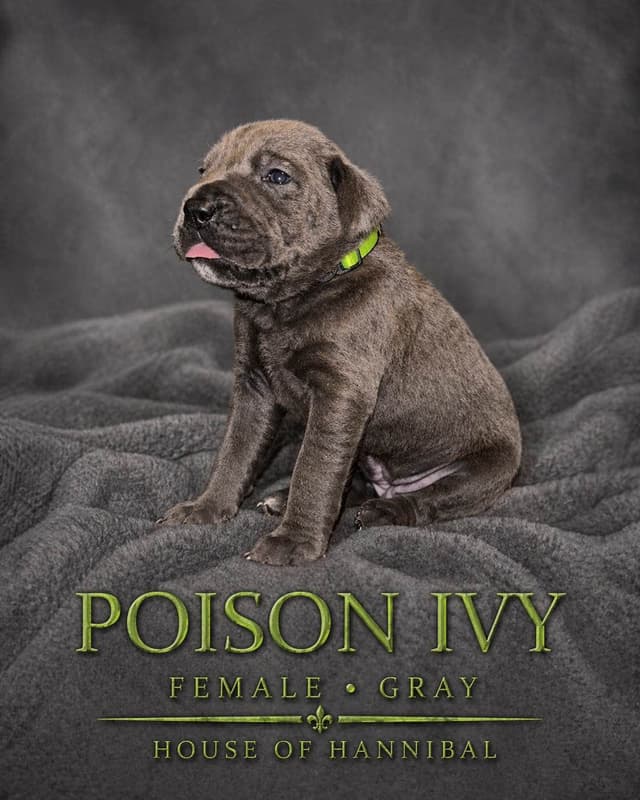 Cane Corso Puppies media 5
