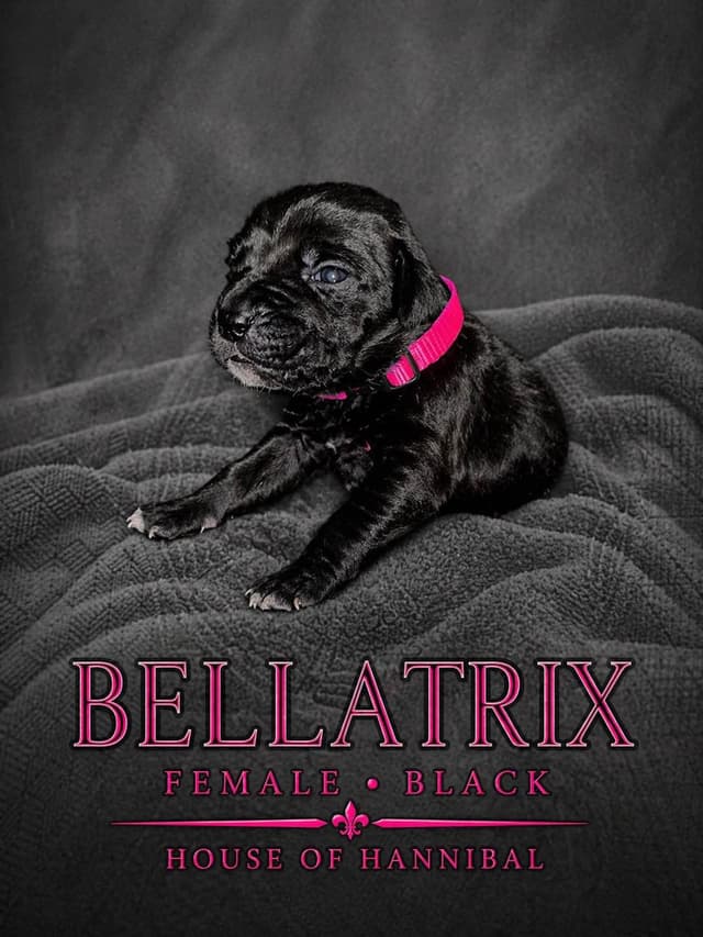 Cane Corso Puppies media 6