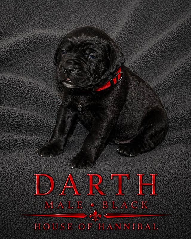 Cane Corso Puppies media 12