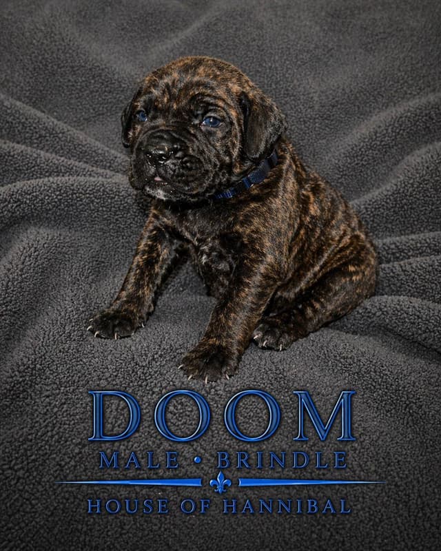 Cane Corso Puppies media 9