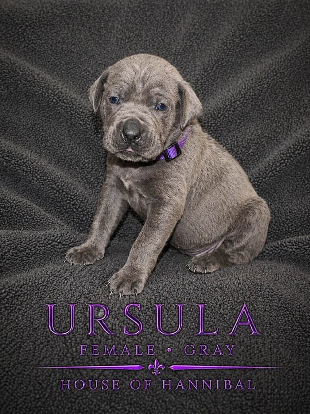 Cane Corso Puppies media 11