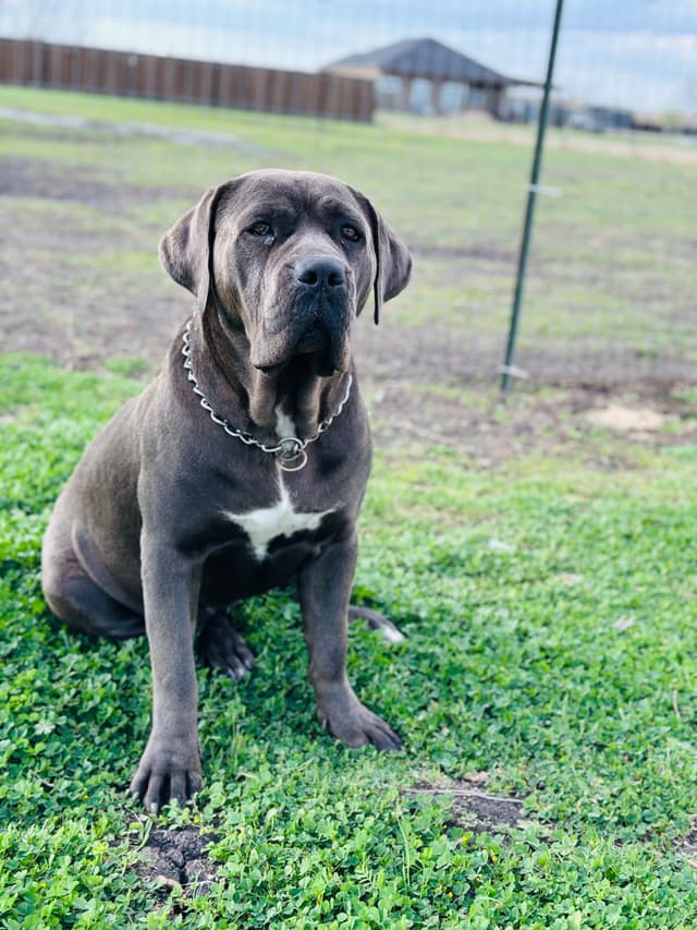 Cane Corso Puppies media 14