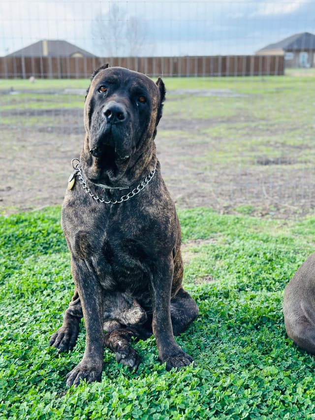 Cane Corso Puppies media 15