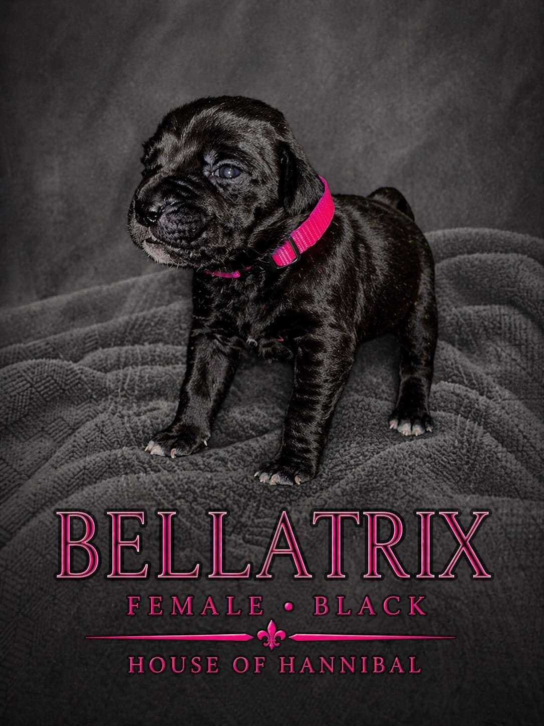 Cane Corso Puppies breeder image 2