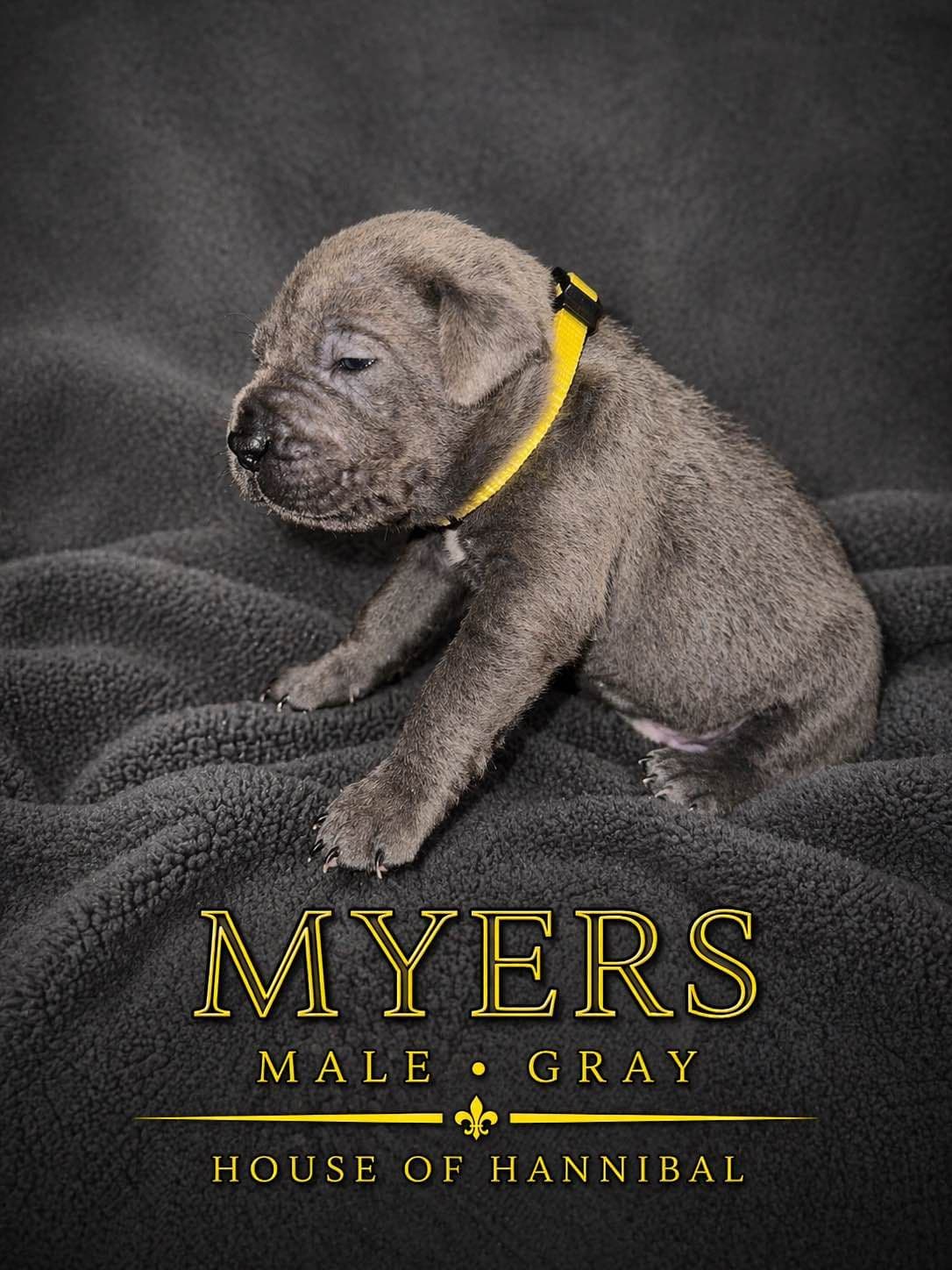 Cane Corso Puppies breeder image 4