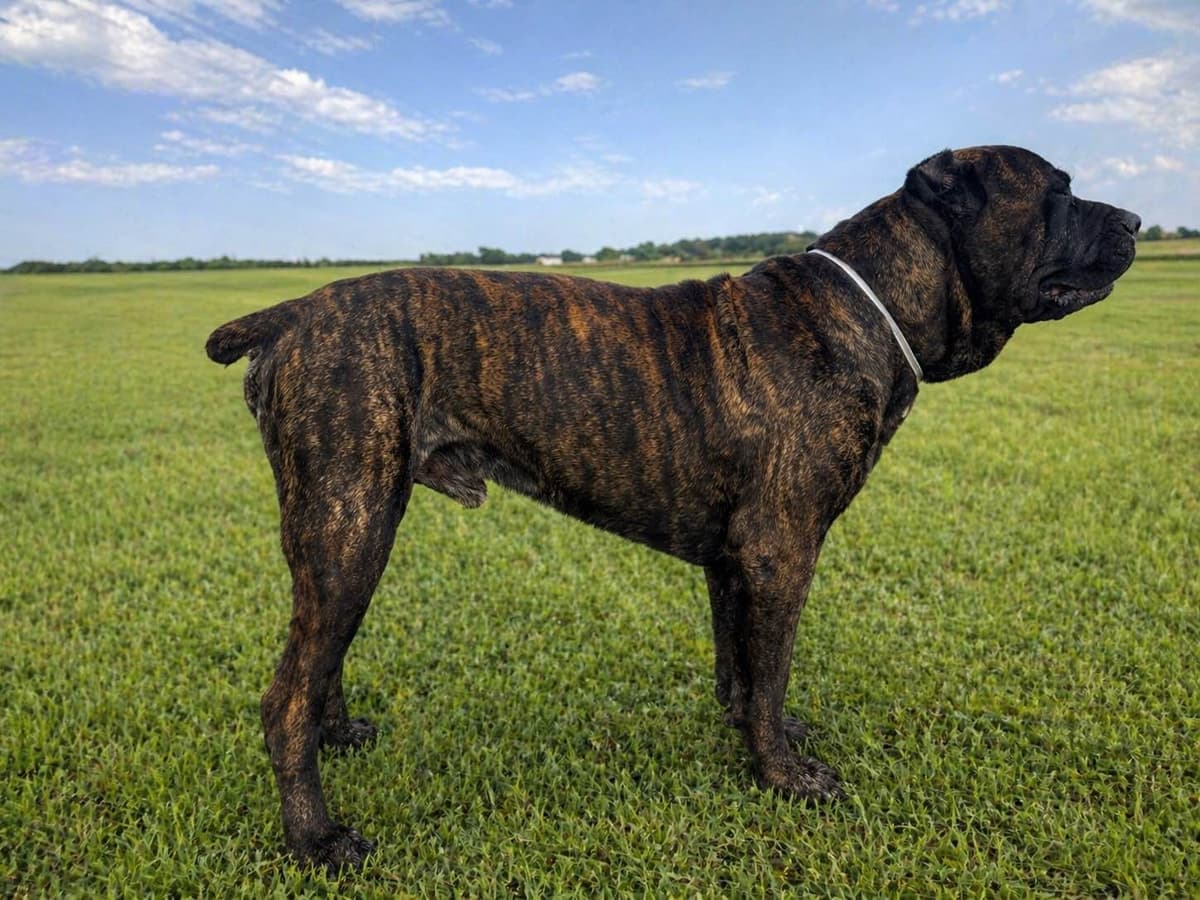 Cane Corso Puppies breeder image 5