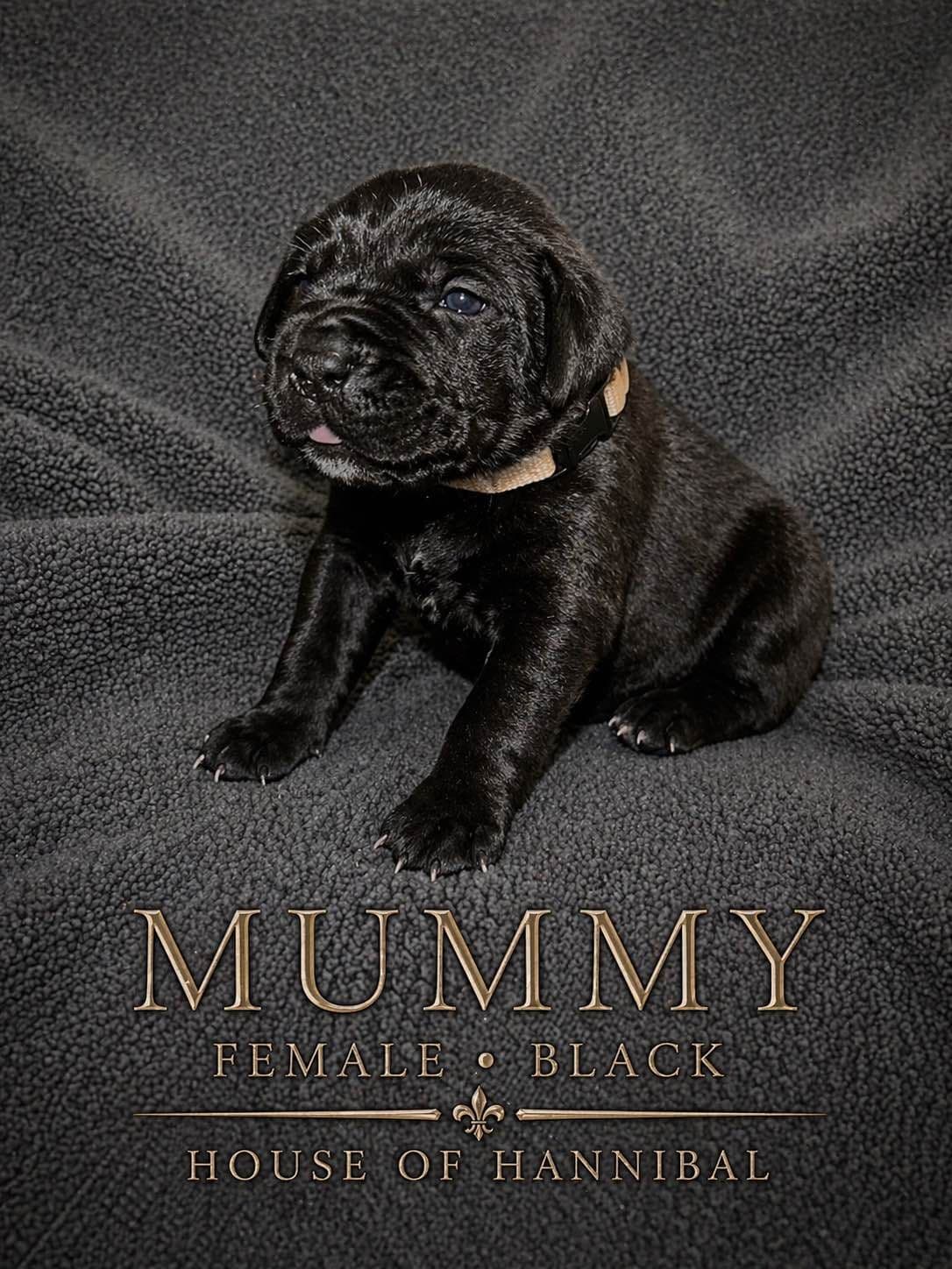 Cane Corso Puppies breeder image 7