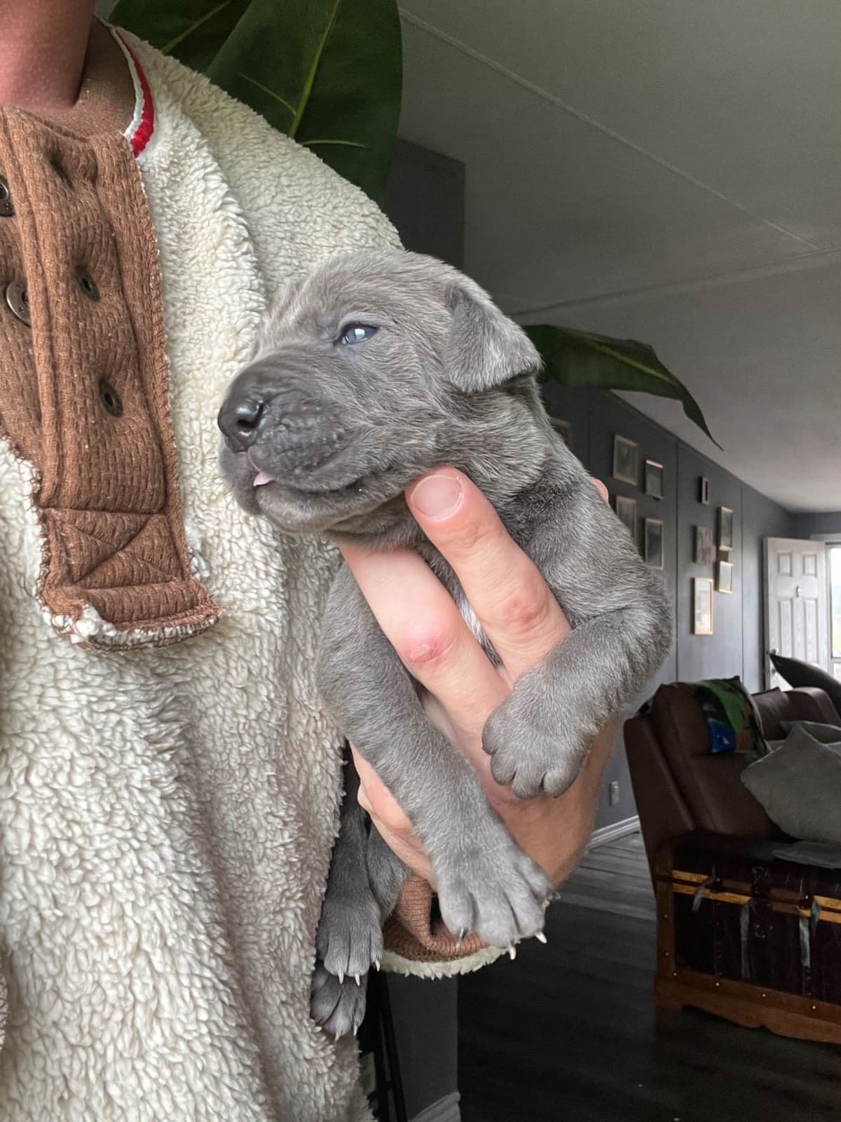 Cane Corso Puppies breeder image 8