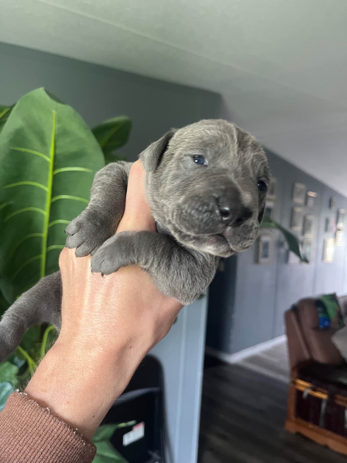 Cane Corso Puppies breeder image 9
