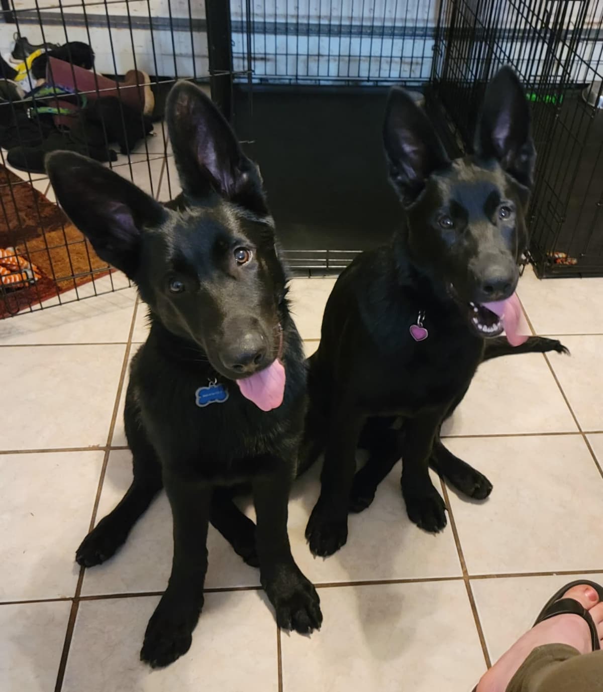 East German DDR working line German Shepherd Puppies All Black breeder image 8