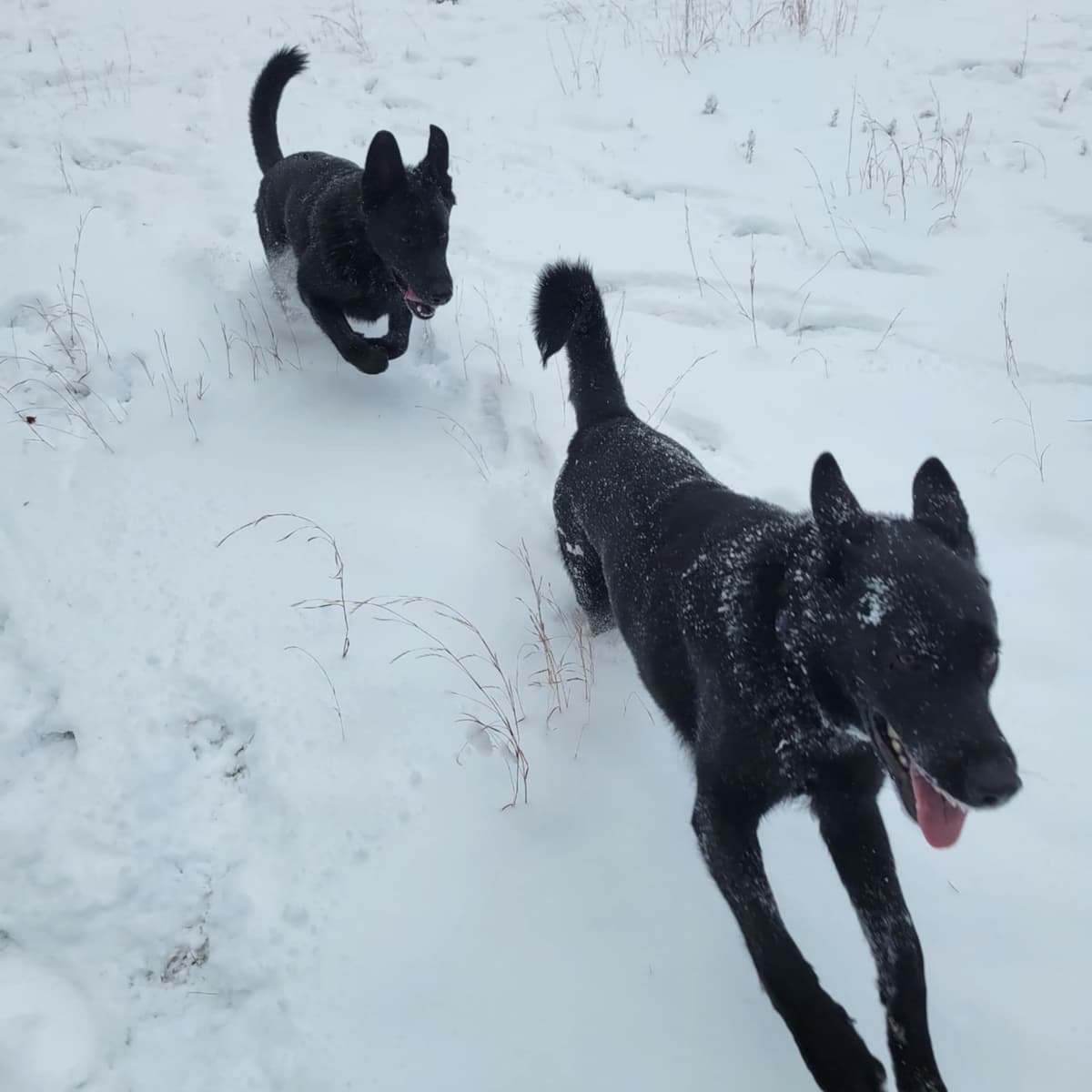 East German DDR working line German Shepherd Puppies All Black breeder image 9