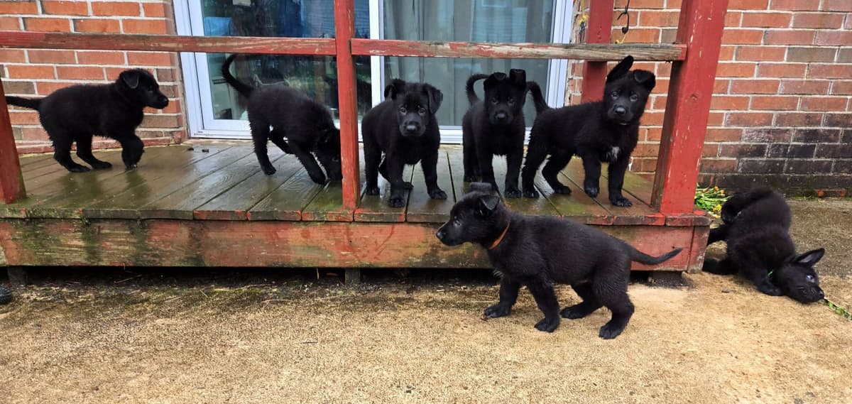 East German DDR working line German Shepherd Puppies All Black breeder image 13
