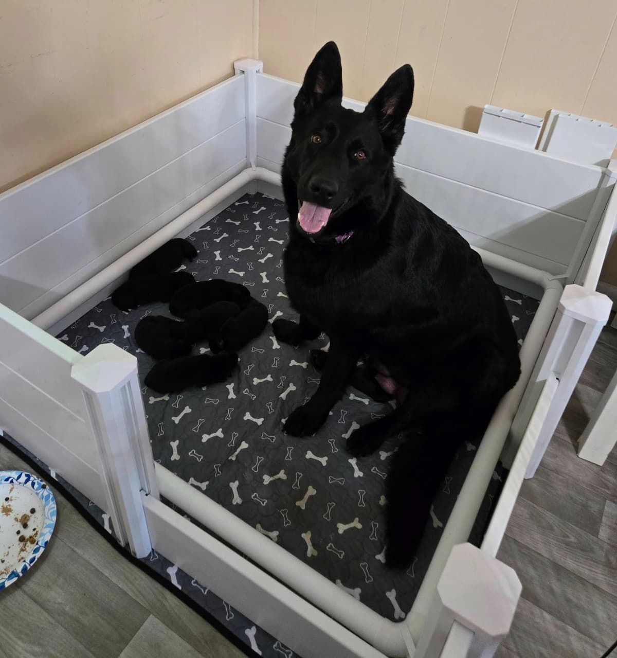 East German DDR working line German Shepherd Puppies All Black breeder image 3