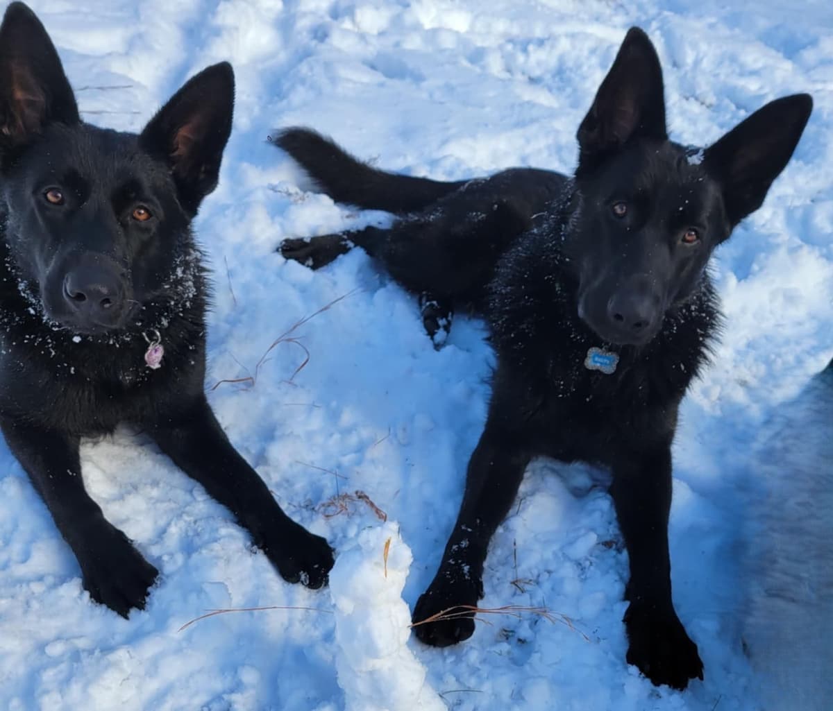 East German DDR working line German Shepherd Puppies All Black breeder image 14