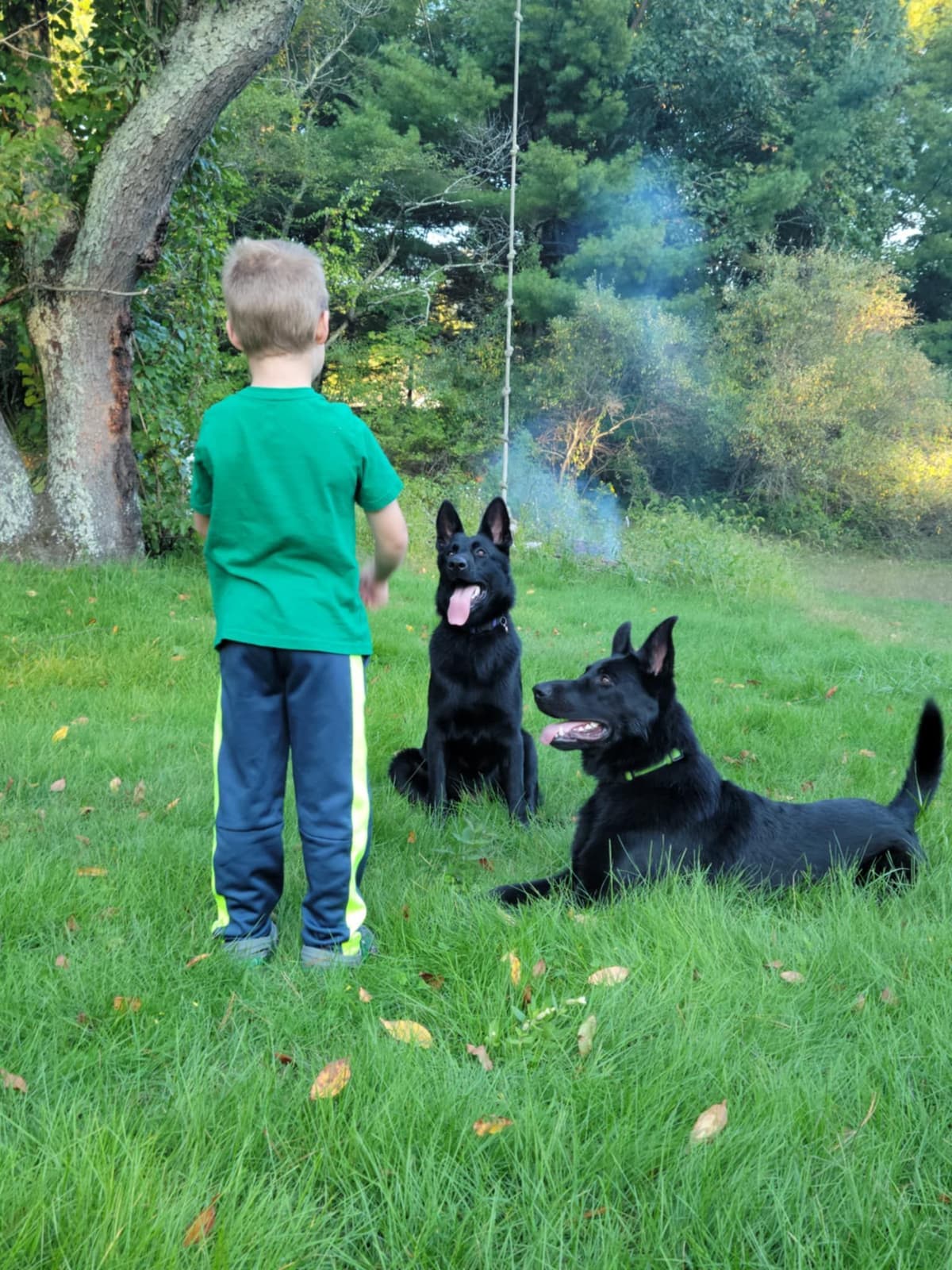 East German DDR working line German Shepherd Puppies All Black breeder image 1