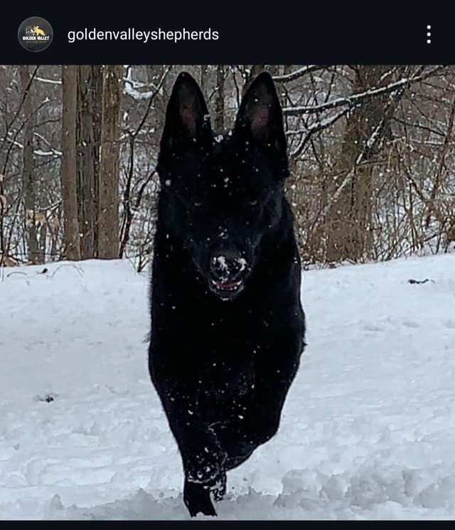 East German DDR working line German Shepherd Puppies All Black media 3
