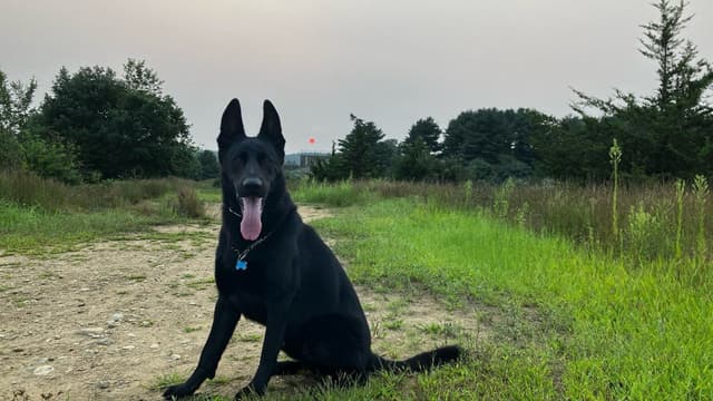 East German DDR working line German Shepherd Puppies All Black media 4