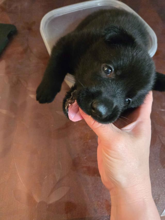 East German DDR working line German Shepherd Puppies All Black media 5