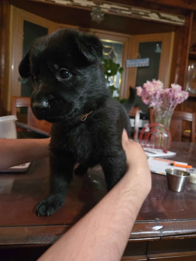 East German DDR working line German Shepherd Puppies All Black media 6