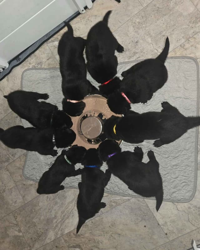 East German DDR working line German Shepherd Puppies All Black media 7